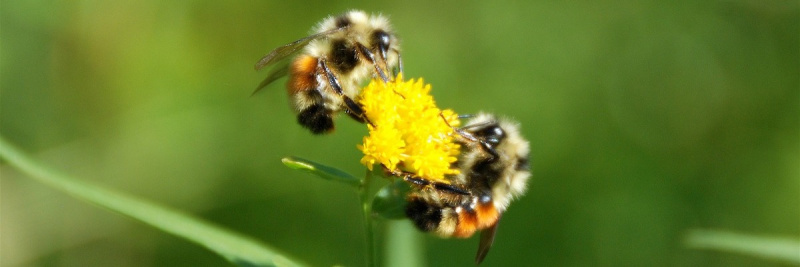 File:Bees-1200x400.jpg